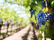 Marsala Wine Tasting Experience